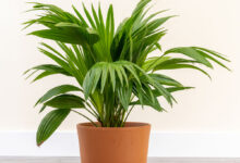 Chinese Fan Palm