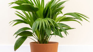 Chinese Fan Palm