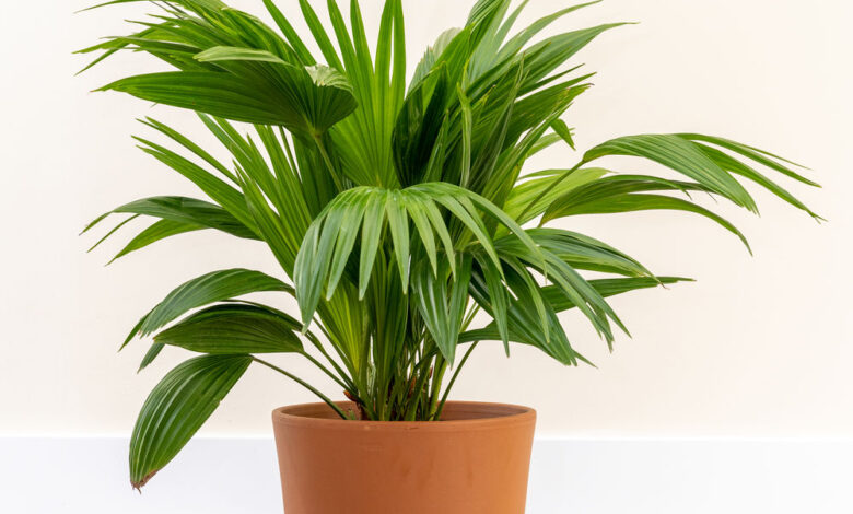 Chinese Fan Palm