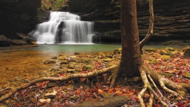 Bankhead National Forest