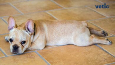 Dog Sploot