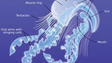 Can Jellyfish Sting Each Other