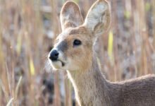 Chinese Water Deer