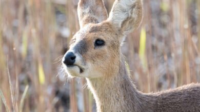 Chinese Water Deer