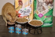 Purina Cat Food