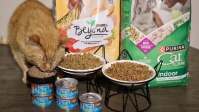 Purina Cat Food