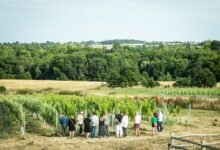 Tillingham Wines