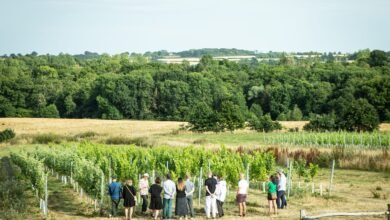 Tillingham Wines