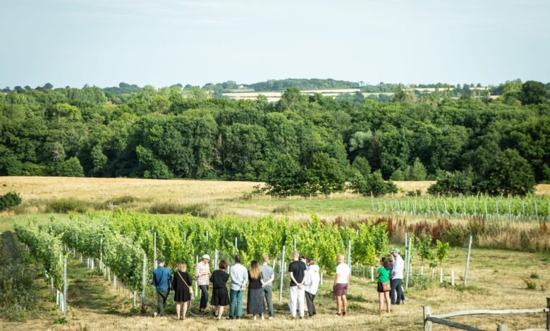 Tillingham Wines | Natural English Wines, Vineyard & Stays in East Sussex Tillingham Wines