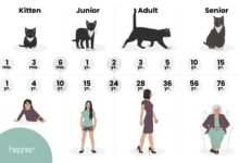 Cat Years to Human Years