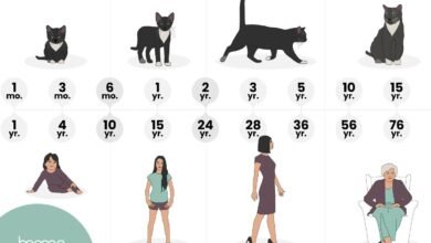 Cat Years to Human Years