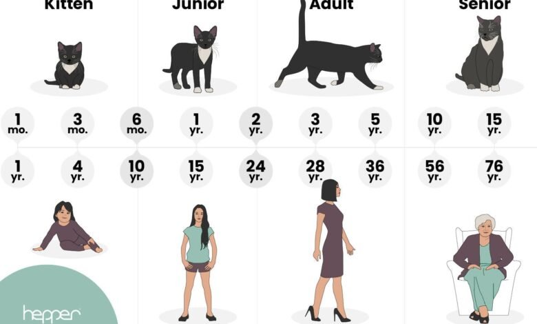 Cat Years to Human Years: Complete Age Chart & Calculator (2025 Guide) Cat Years to Human Years