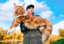 Maine Coon