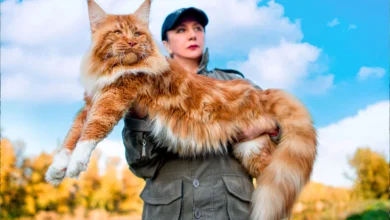 Maine Coon