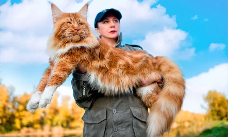 Maine Coon Cats: Ultimate UK Guide to Care, Personality & Lifespan Maine Coon