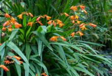Montbretia