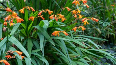 Montbretia