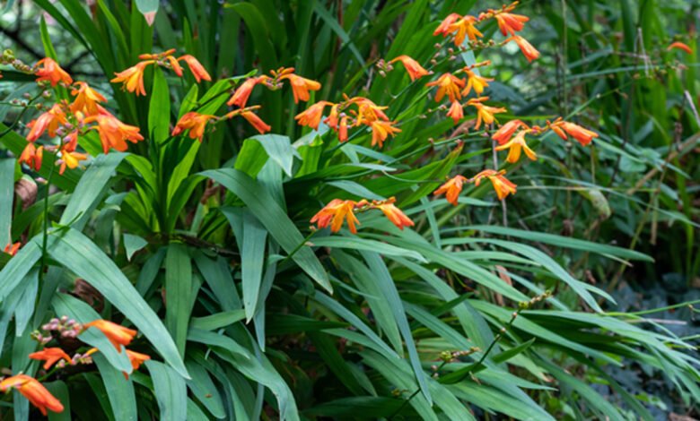 Montbretia: The Complete Guide to Planting, Growing, and Caring for Crocosmia in the UK Montbretia