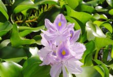 Water Hyacinth