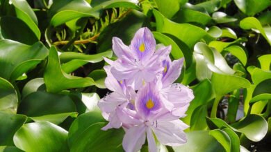 Water Hyacinth
