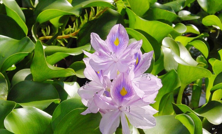 Water Hyacinth: Care, Risks, Uses, and How to Manage This Invasive Plant in the UK Water Hyacinth